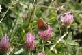 Coenonympha gardetta